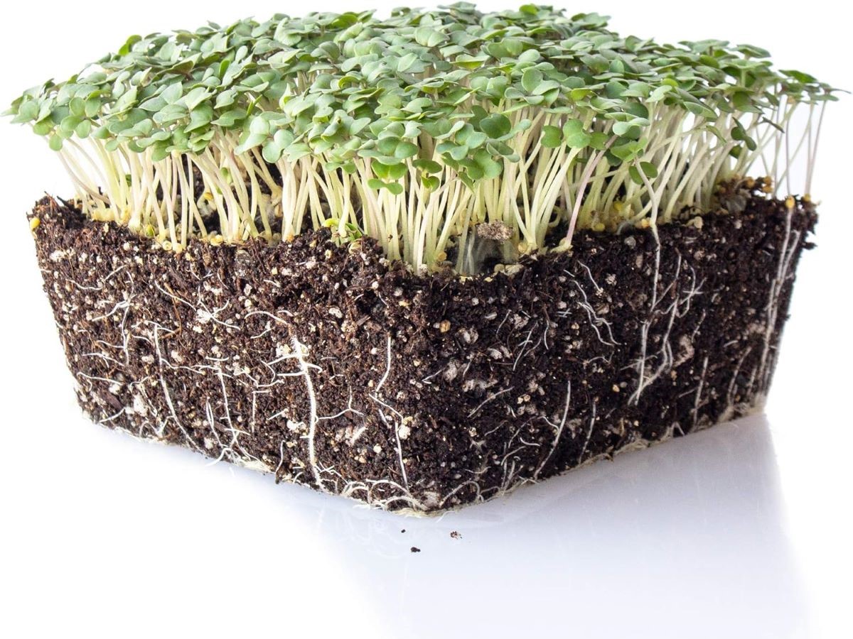 horcice bila microgreens